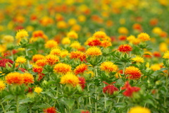 黄金のお花畑