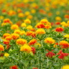 黄金のお花畑