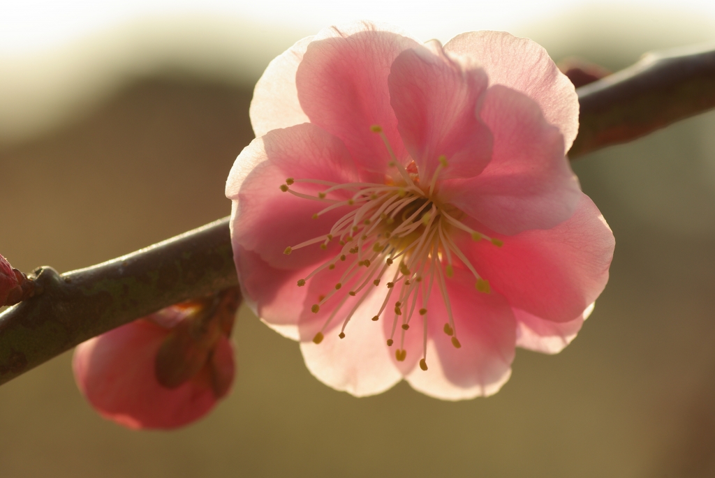 梅の花
