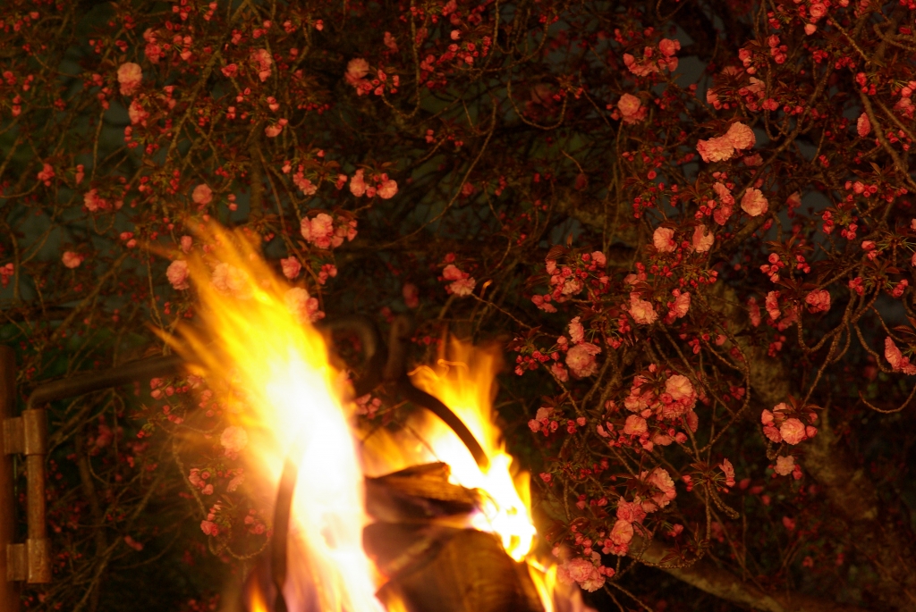 夜桜と篝火