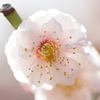 PLUM WHITE