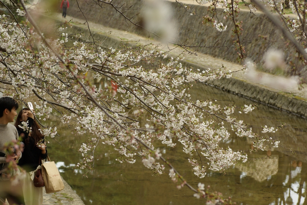 夙川の桜、記念写真