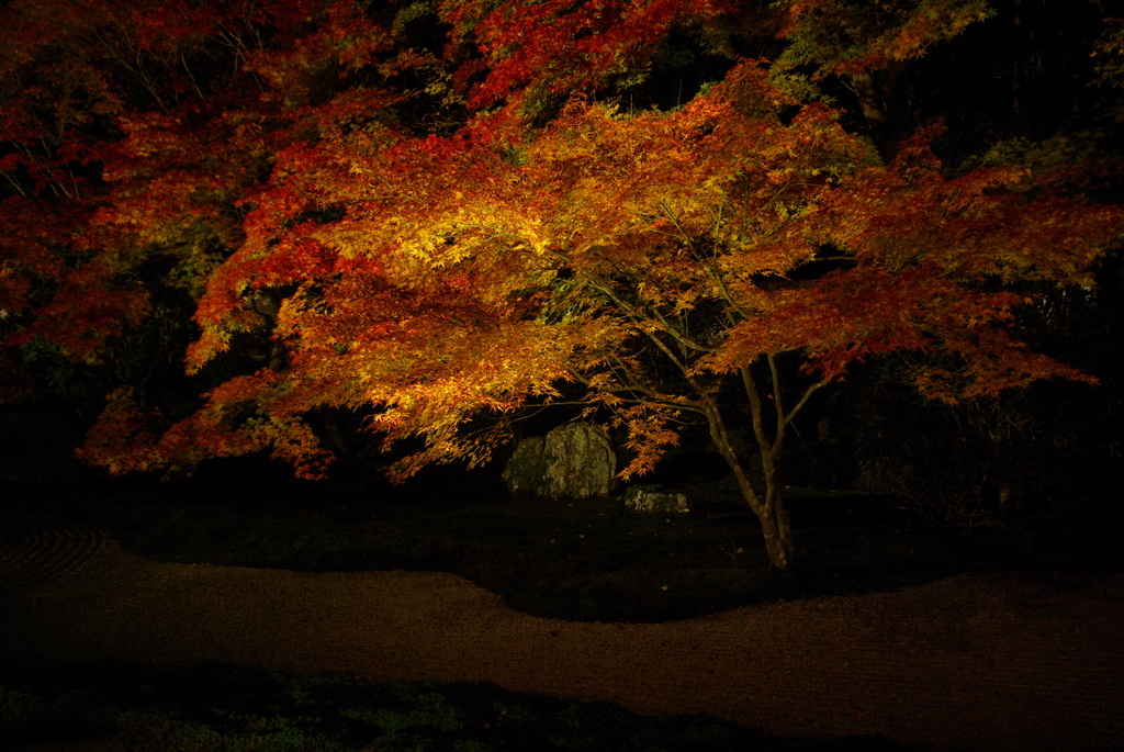 流水にかかる紅葉