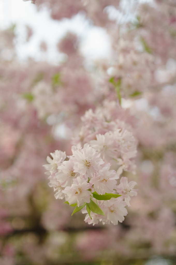 みあれ桜