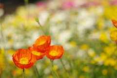 初夏の花壇