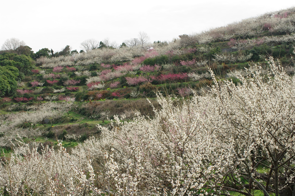 綾部山梅林