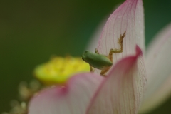 蓮の花に蛙