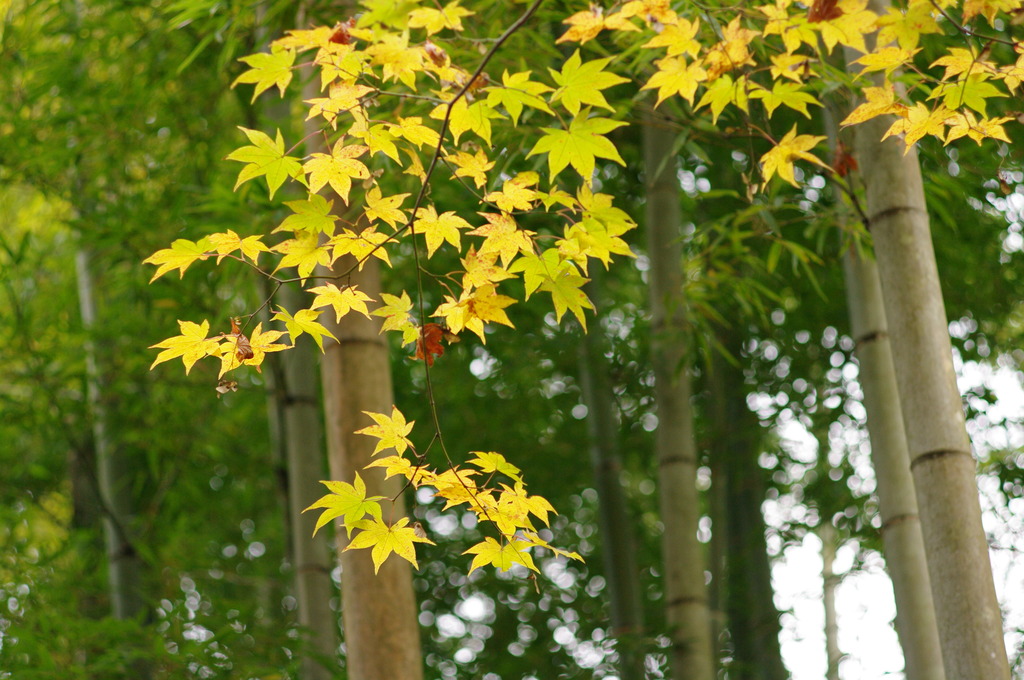 竹林に紅葉