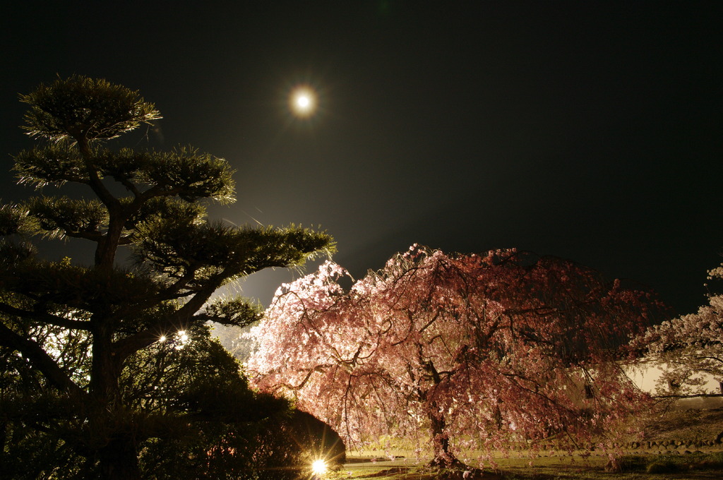 月と桜