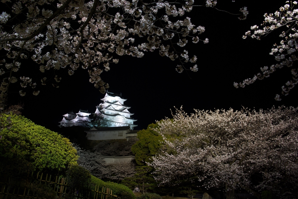夜桜姫路城