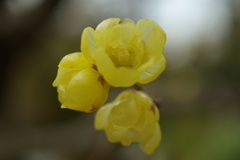 ロウバイの花