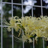 白曼珠沙華