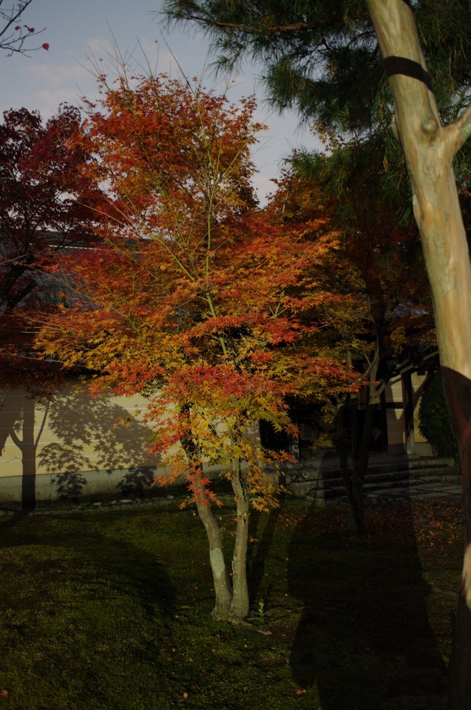 日暮れ紅葉