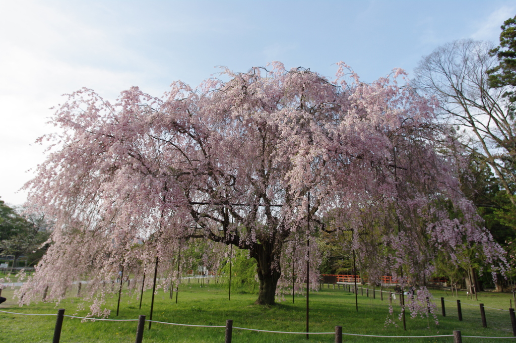 齋王桜