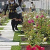 昼下がりのバラ園