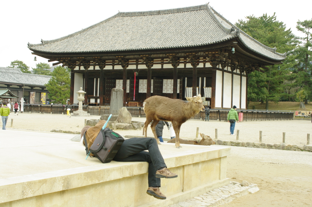 興福寺と鹿