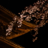 古刹夜桜