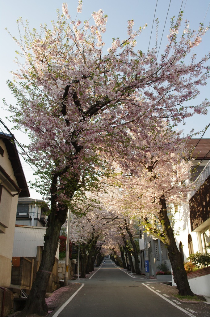 桜トンネル