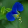 Blue Bird