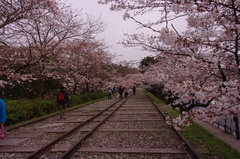 京都蹴上インクラインⅡ