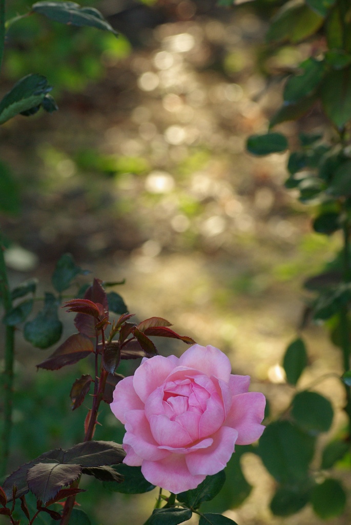 薔薇に降る光