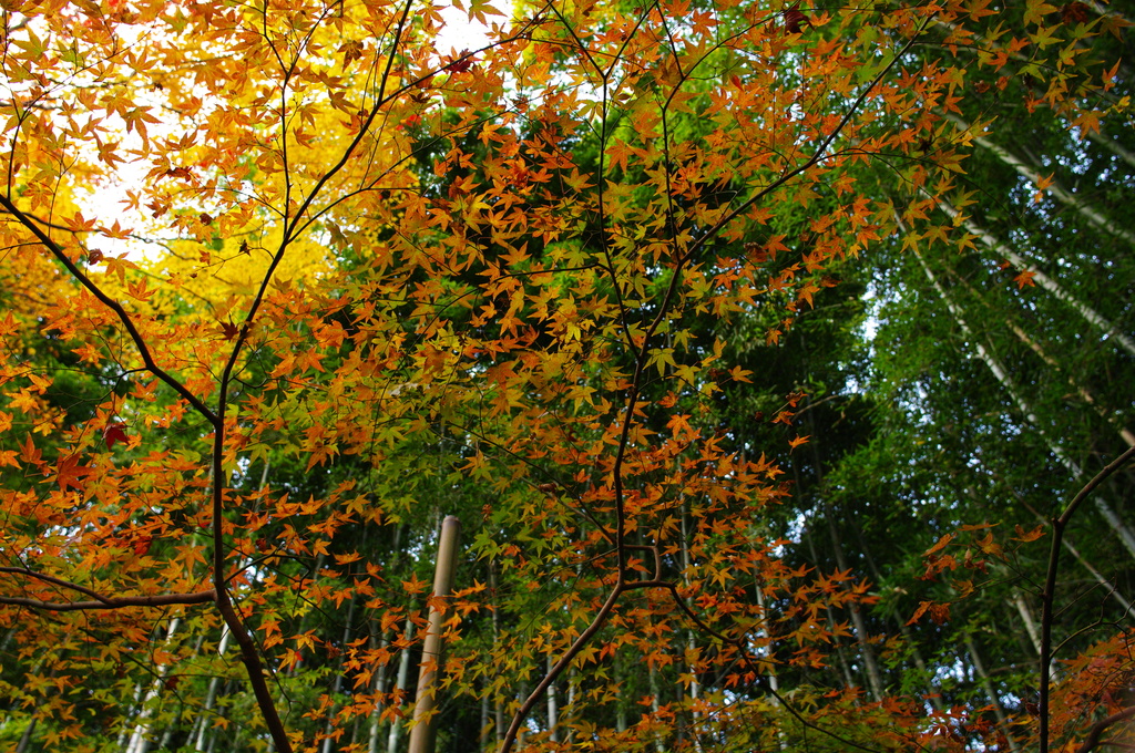 紅葉の錦