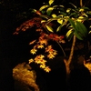 紅葉の夜