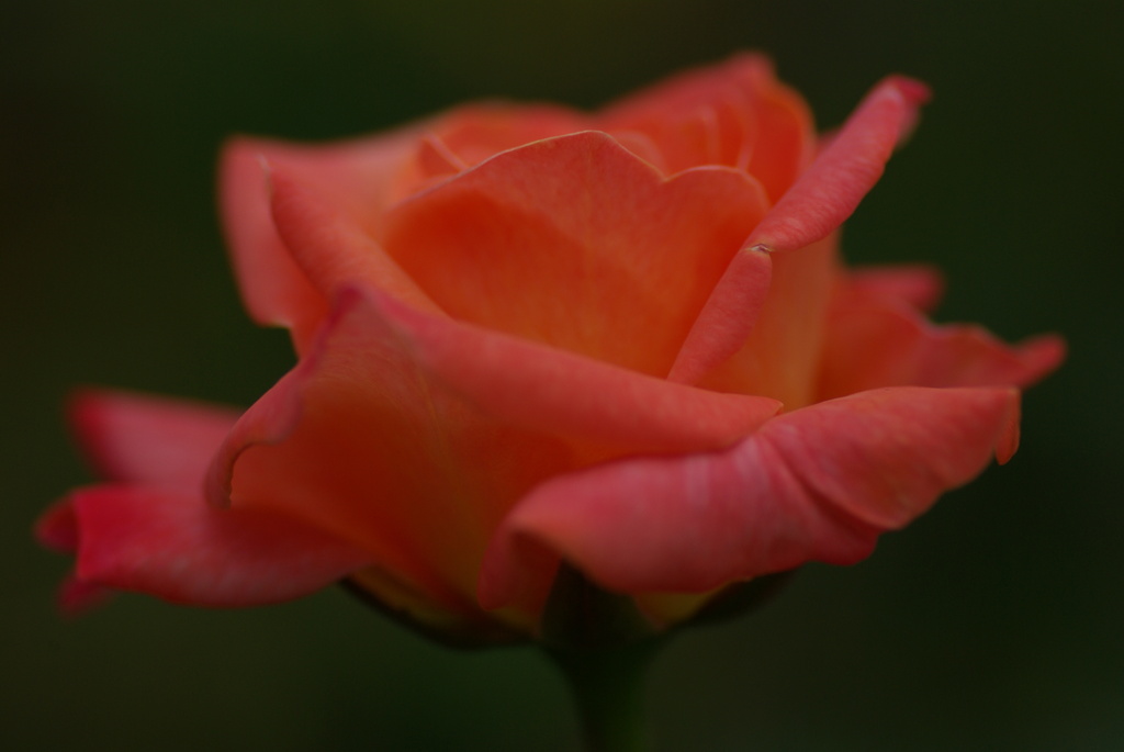 秋薔薇