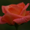 秋薔薇