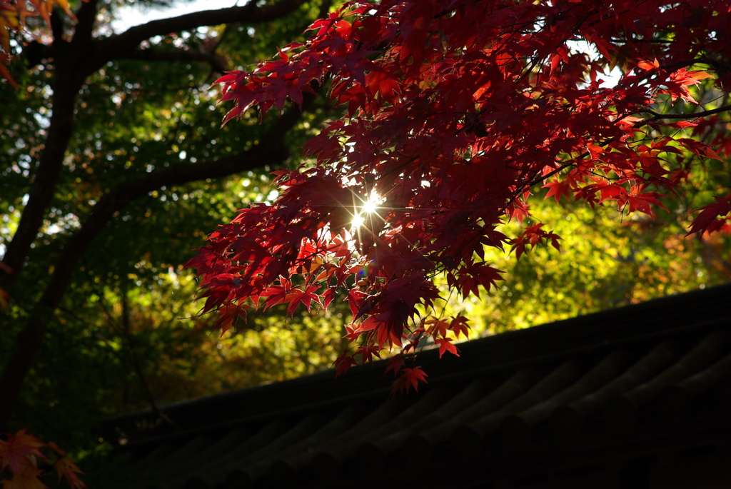 紅葉に射す光