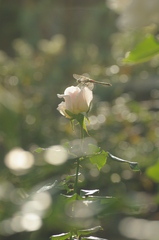 秋の白バラとトンボ