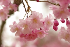 龍野城址の枝垂れ桜