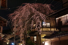 産寧坂の桜