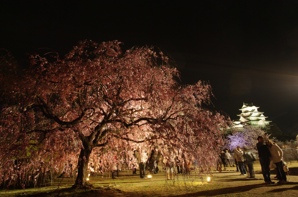 枝垂れ桜と白鷺城