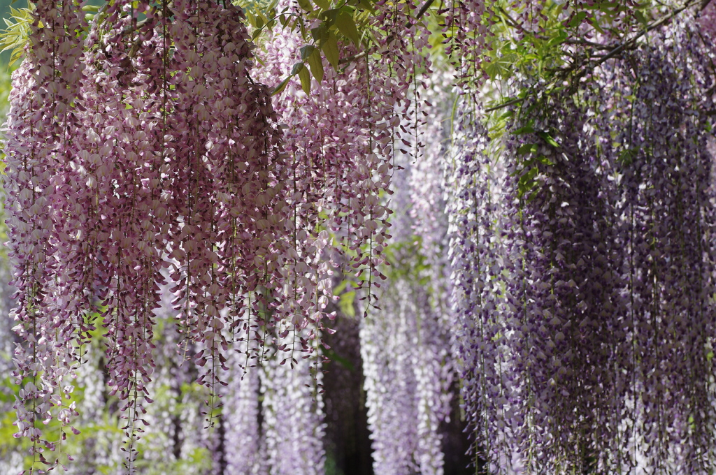 pink and purple