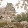 姫路城と桜