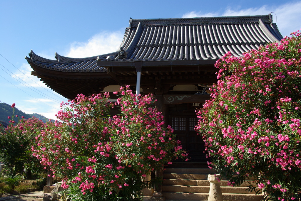 夏の寺