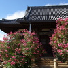 夏の寺