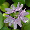三つの花