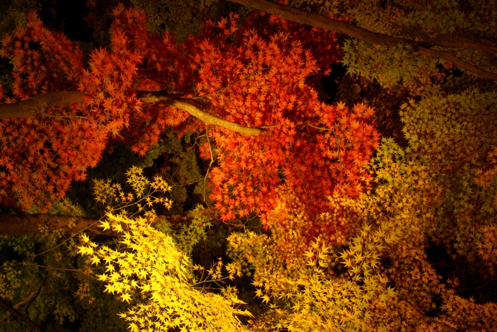寶厳院の紅葉