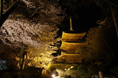 夜桜の三重塔