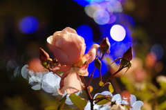 Rose Ilumination