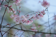 十月桜