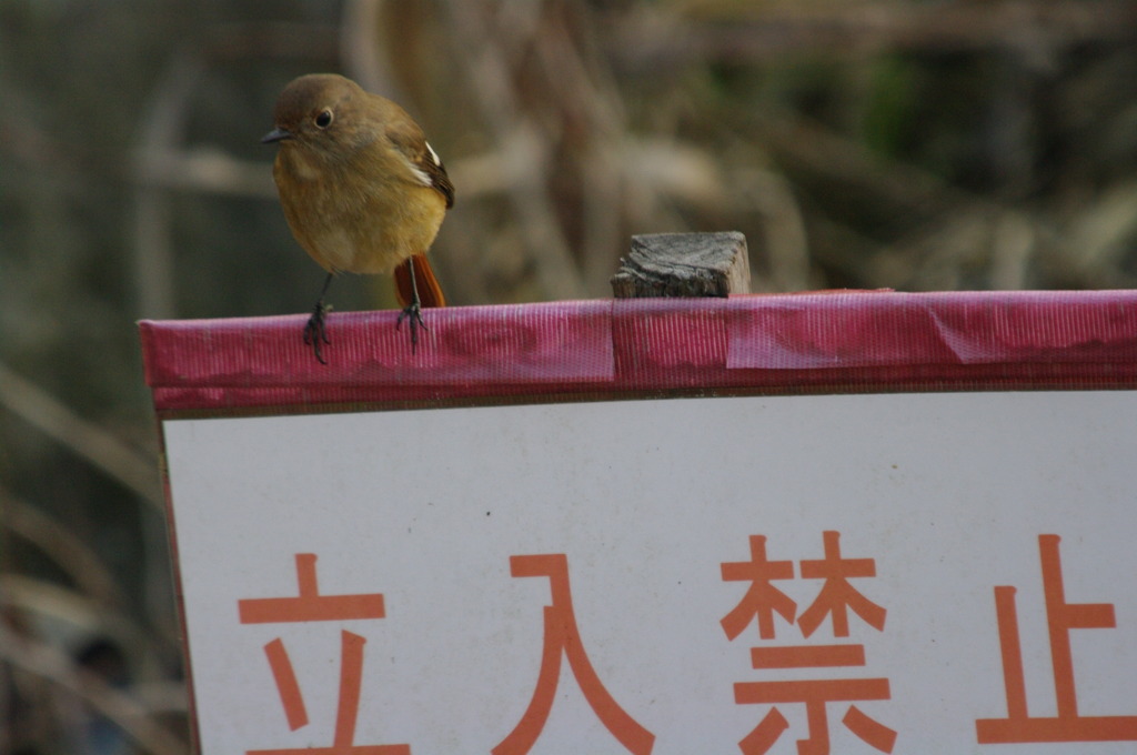 立入禁止