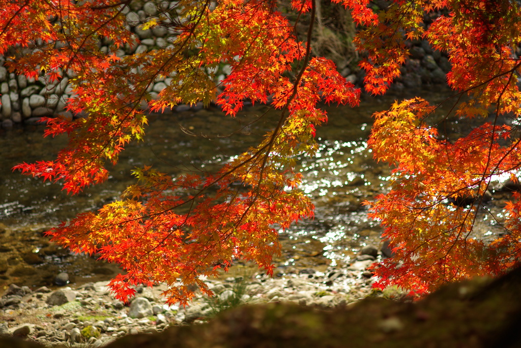 女人高野の紅葉