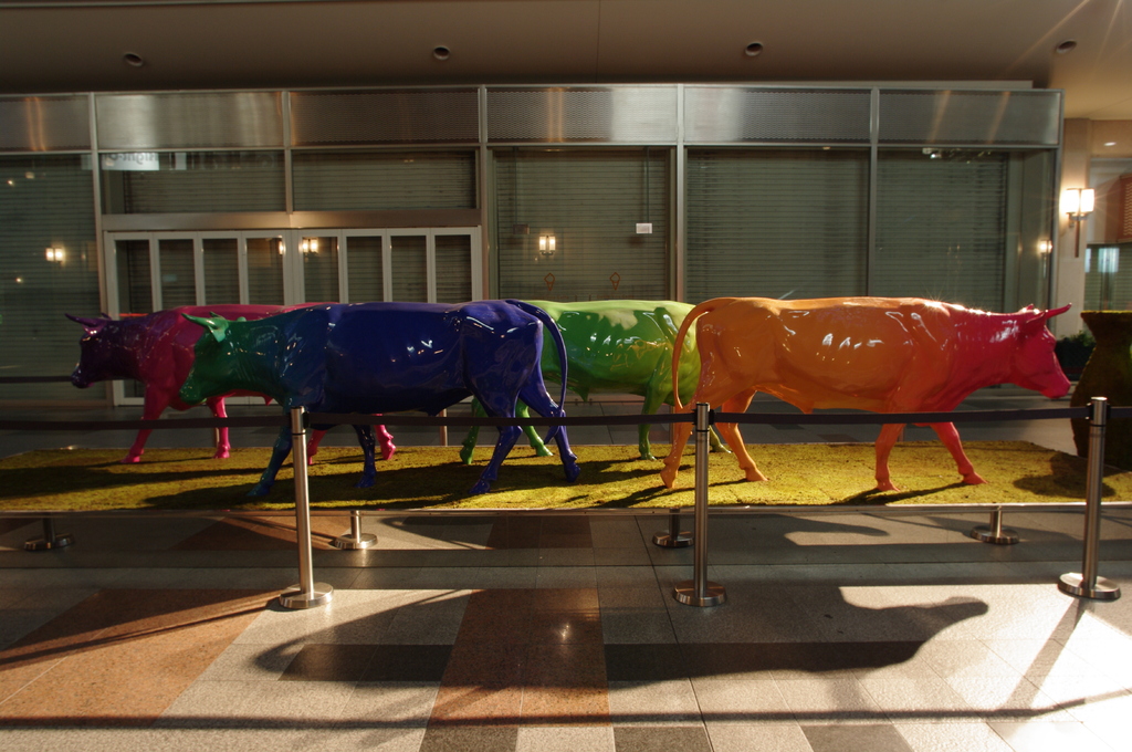 Reinbow Cow