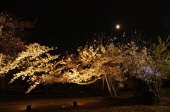 夜桜に月