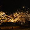 夜桜に月