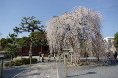 阿亀桜