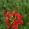 炎